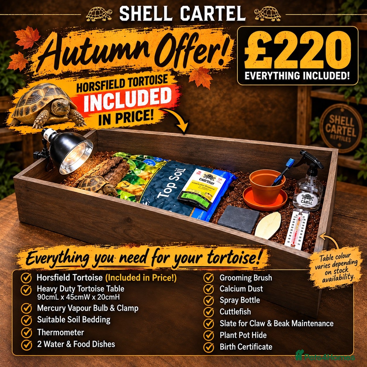 Tortoise reptiles BABY HORSFIELDS & SET UPS - Advert 2