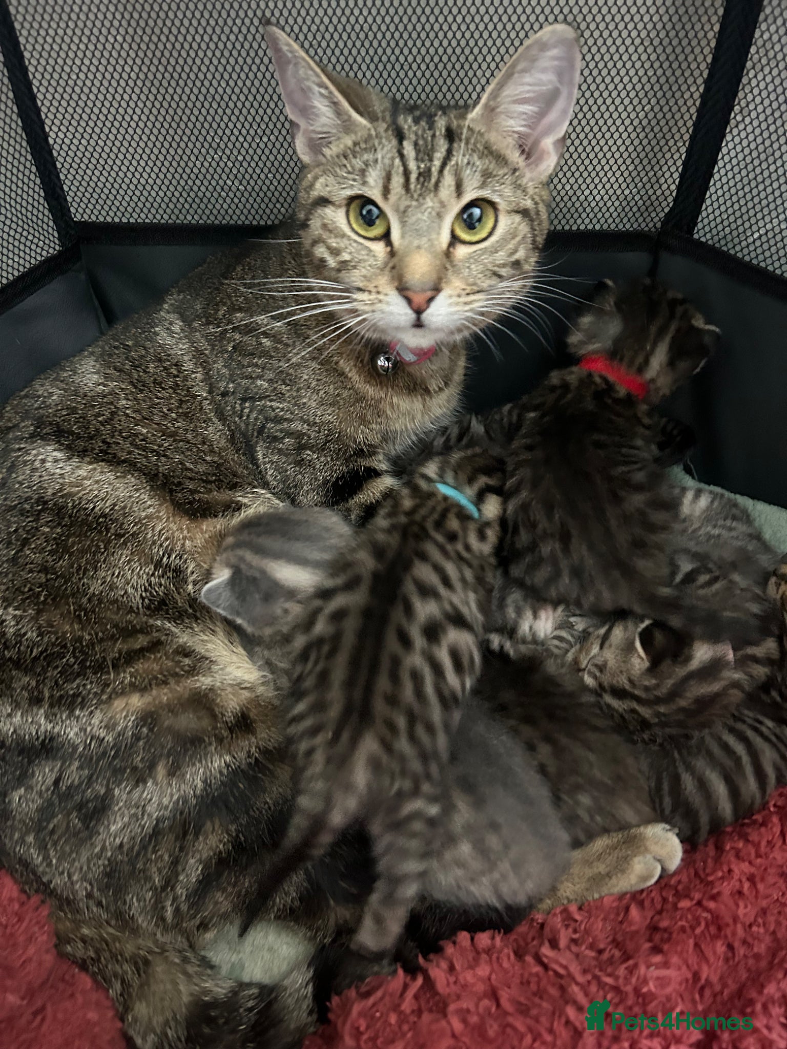 Mixed Breed cats Kittens  - Advert 4