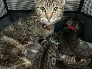 Mixed Breed cats Kittens - Advert 14