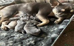 French Bulldog dogs for sale: Fabulous Frenchies ❤️ - Image 2