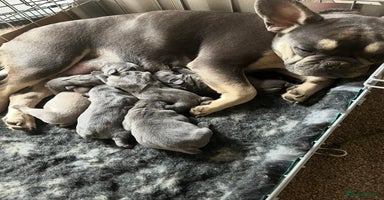 French Bulldog dogs - Advert 16