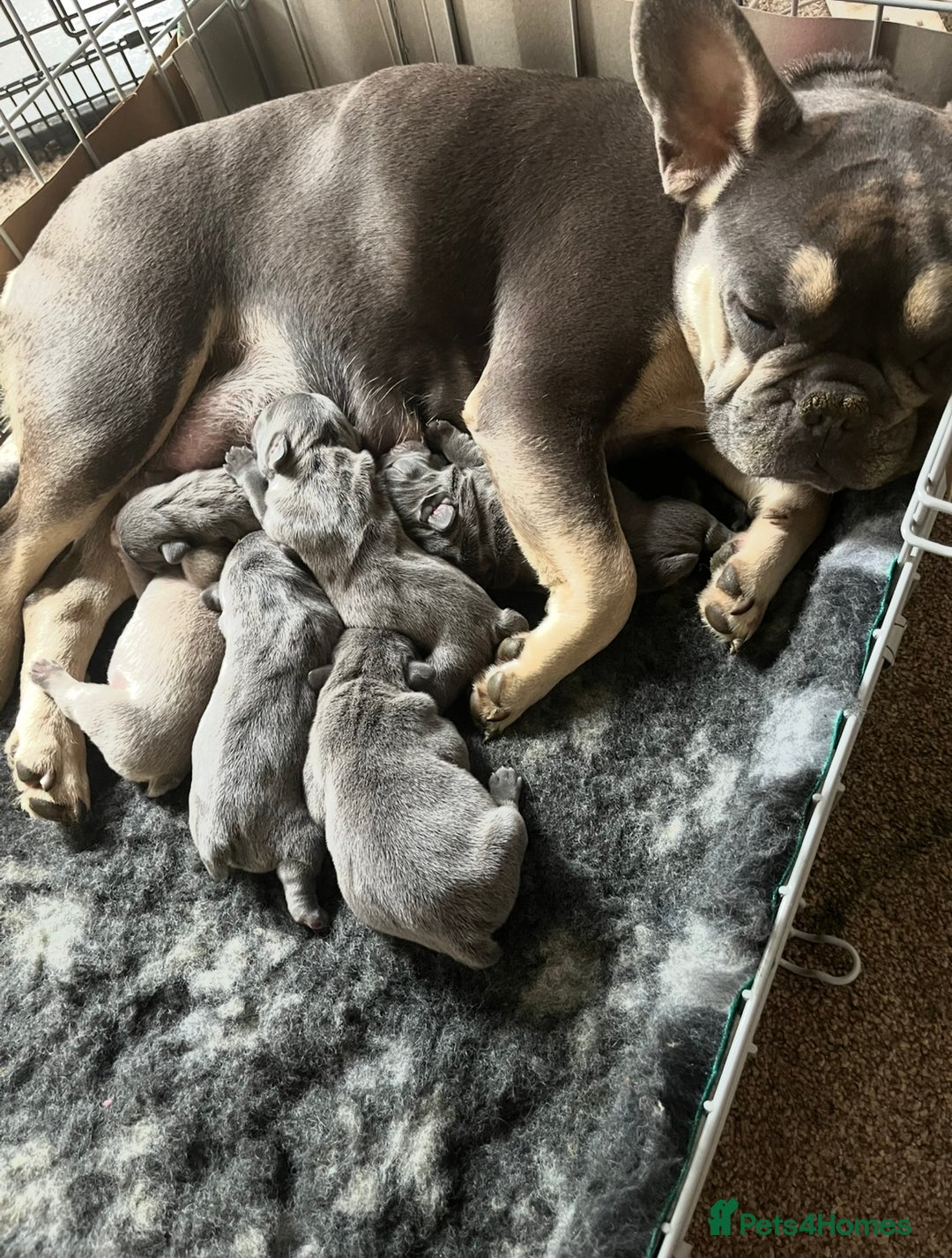 French Bulldog dogs for sale: Fabulous Frenchies ❤️ - Image 2