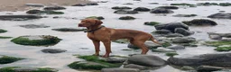 Hungarian Vizsla dogs for stud: Hungarian Vizsla for stud! in Llantwit Major - Advert 19