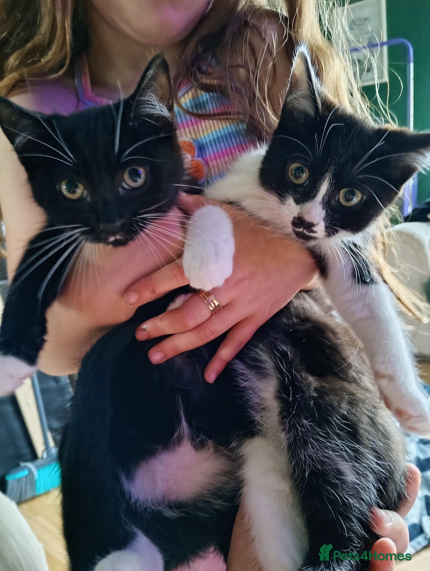 Mixed Breed cats Brother and sister  - Advert 1