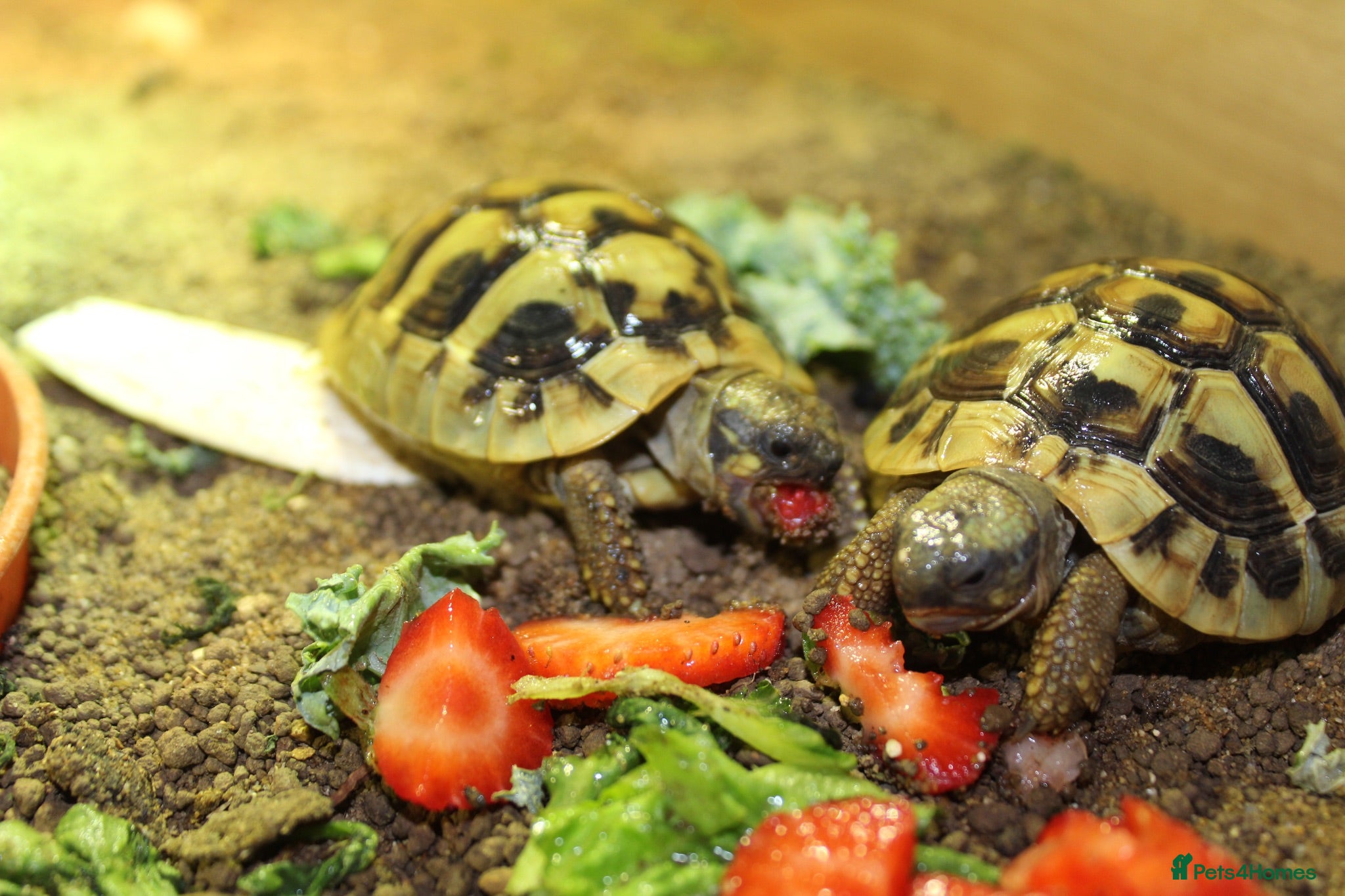Tortoise reptiles BABY HERMANNS & SET UPS - Advert 1