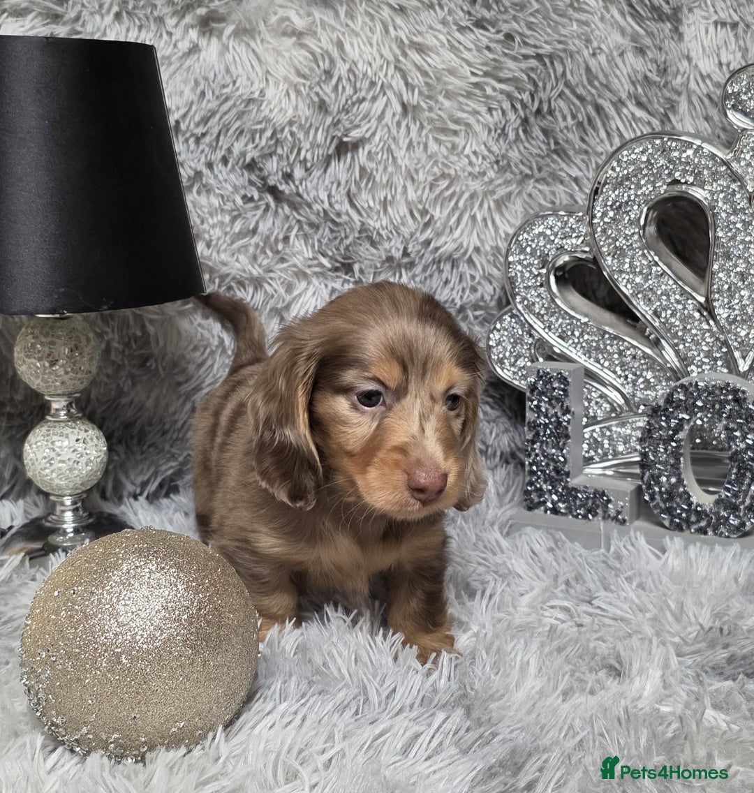 Miniature Dachshund dogs for sale: Adorable KC long coat boys available  - Advert 23