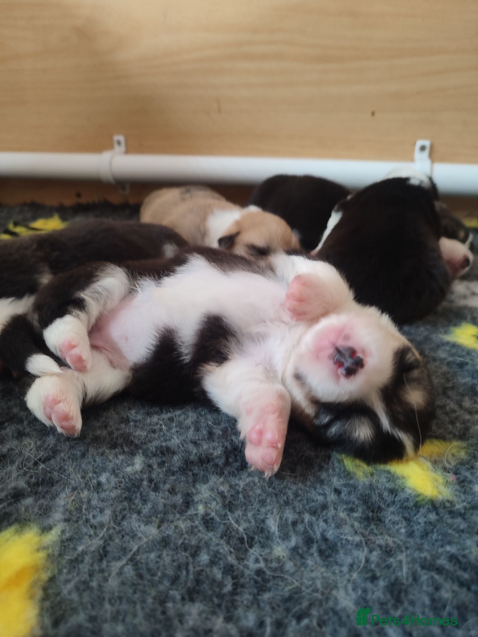 Welsh Corgi Pembroke dogs Welsh Corgi (Pembroke) - Advert 2