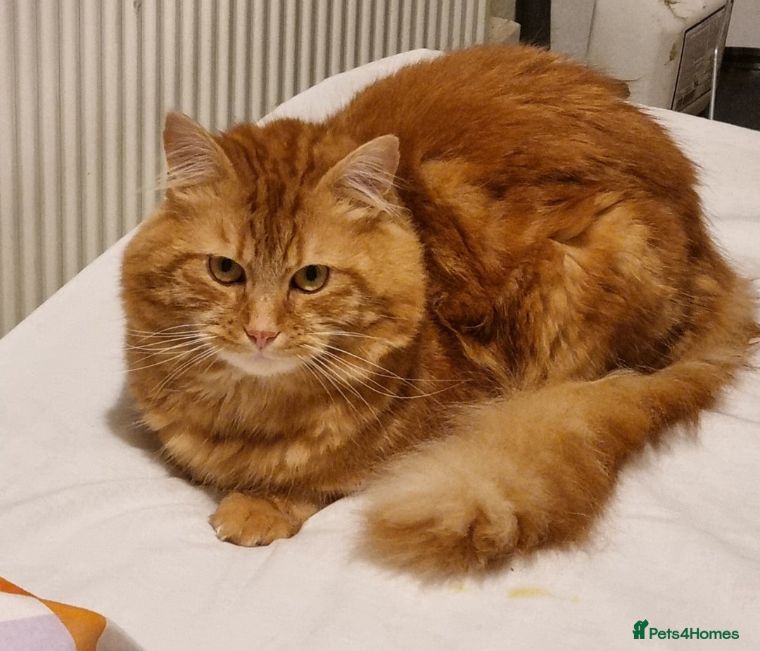 Siberian cats for stud: Handsome Siberian cat for stud in Glasgow westend - Image 1
