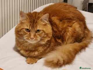 Siberian cats - Advert 11