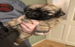 Shih Tzu dogs for sale: Beautiful Shitzu puppies  - Image 2