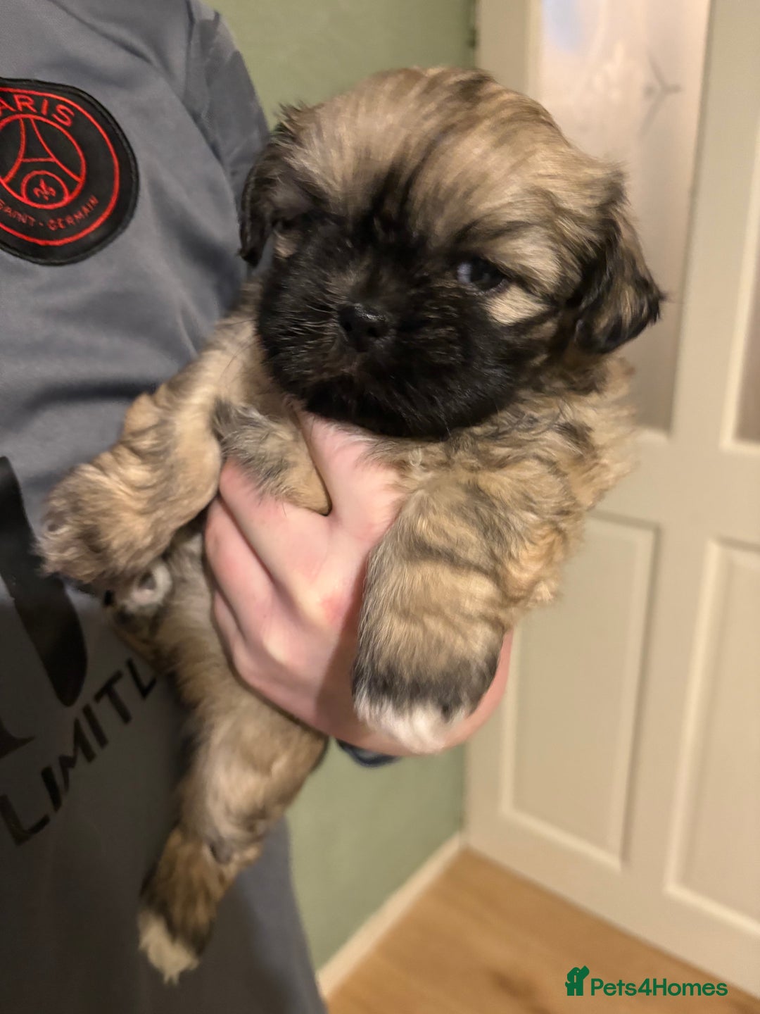 Shih Tzu dogs for sale: Beautiful Shitzu puppies  - Image 2