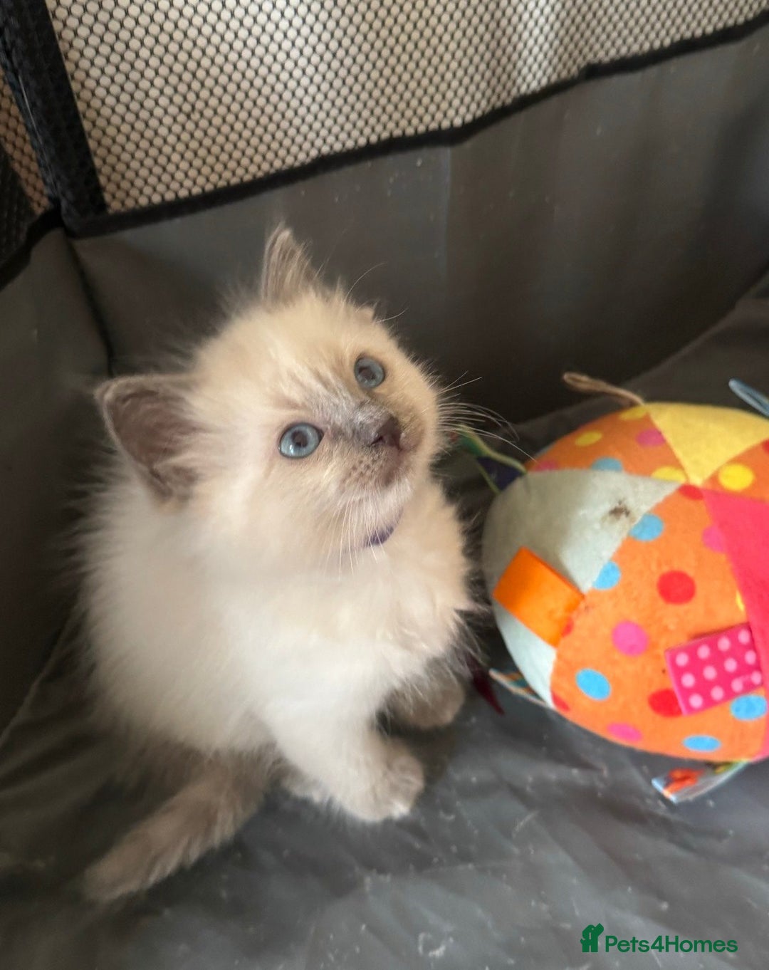 Ragdoll cats for sale: Humble purebred Active Ragdolls - Advert 8