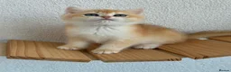 British Shorthair cats for sale: Show quality golden british shorthair  - Advert 2