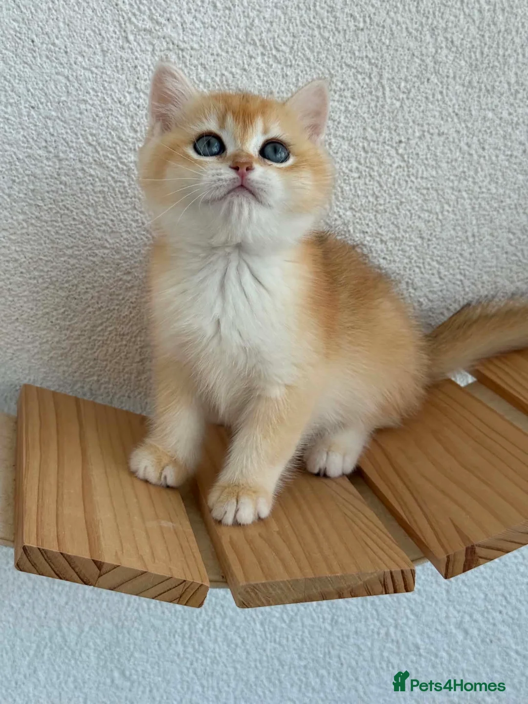 British Shorthair cats for sale: Show quality golden british shorthair  - Advert 2