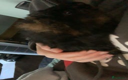 Guinea Pig rodents for sale: Male Guineapigs for sale  - Image 7