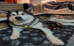 Alaskan Malamute dogs for sale: KC Alaskan malamute puppies champion lines - Image 6