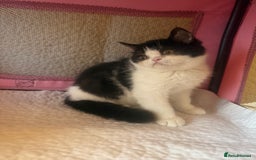 Persian cats for sale: 💗5 Boys and 3 Girl 💗 - Image 10