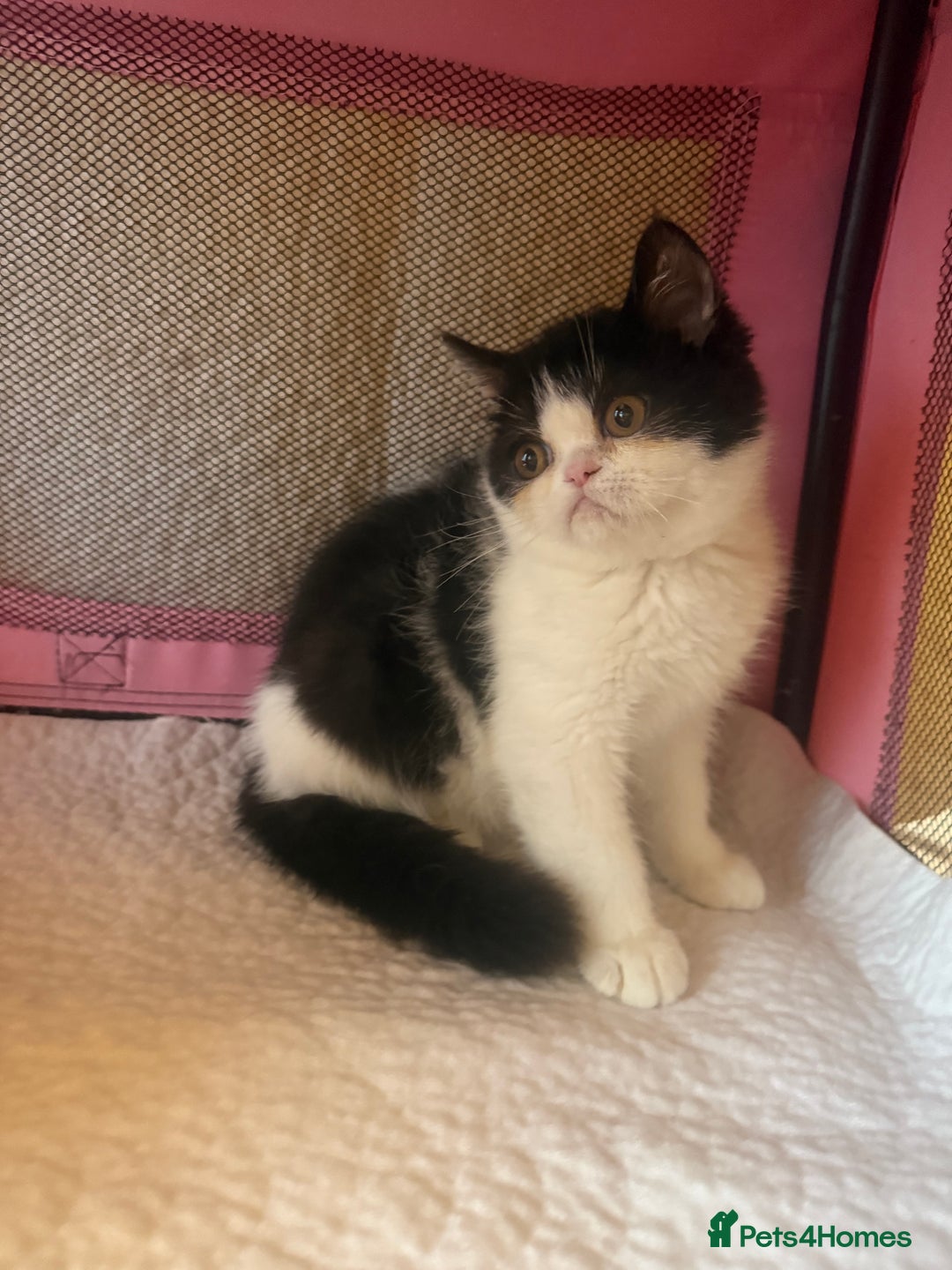 Persian cats for sale: 💗5 Boys and 3 Girl 💗 - Image 10