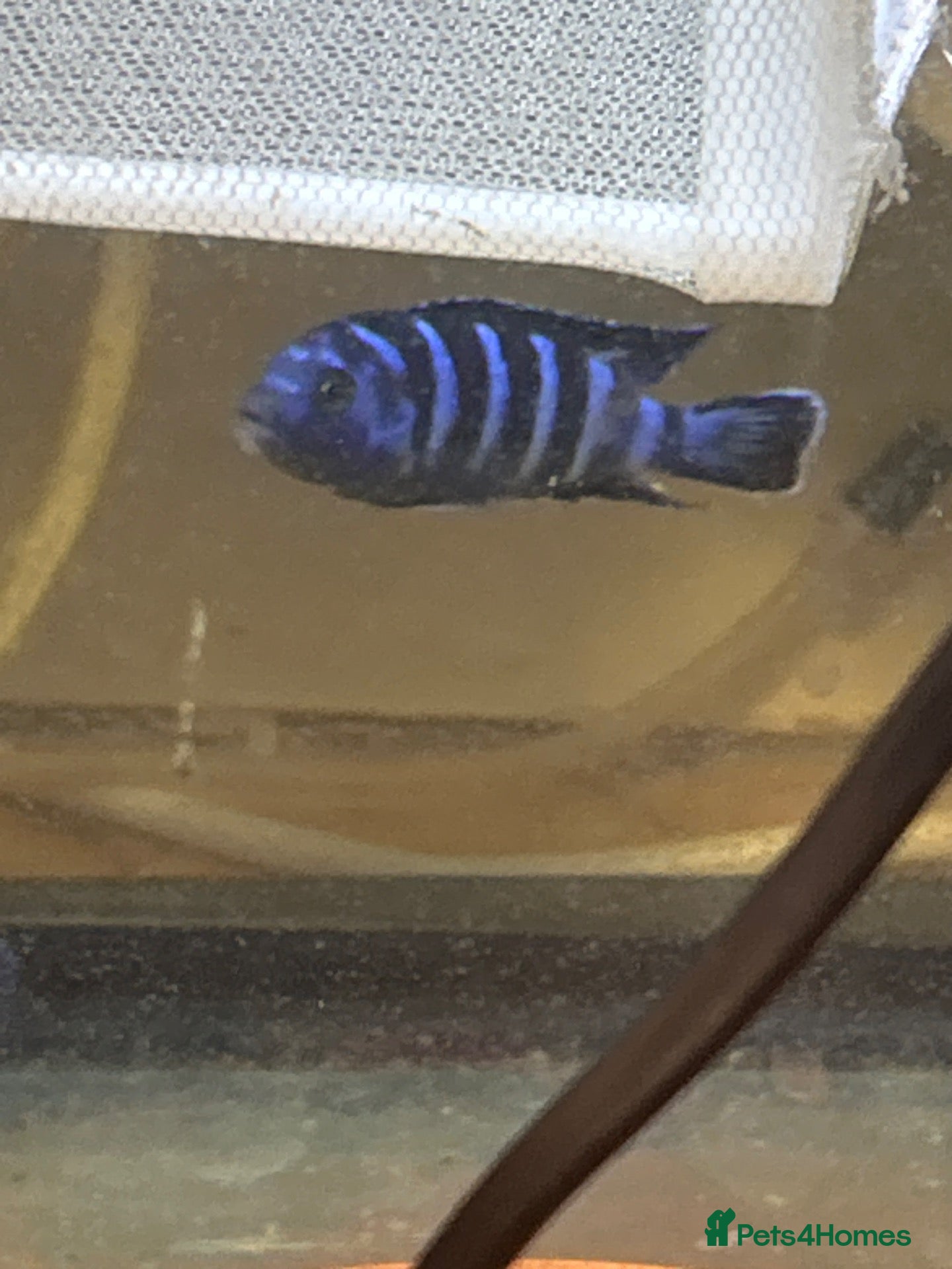 Cichlids fish Yellow tail cichilds babys 1.5cm and demosoni chic - Advert 12