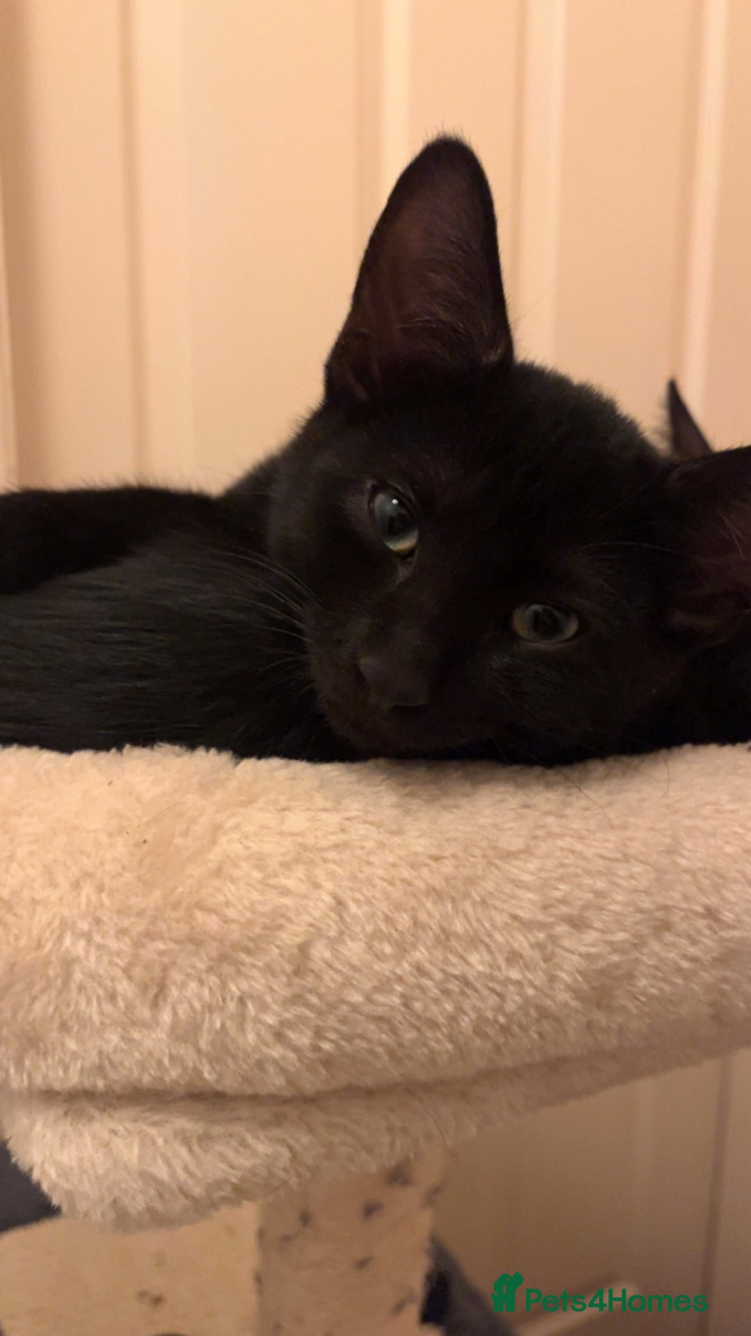 Sphynx cats for sale: Adorable cross Sphynx  - Image 6