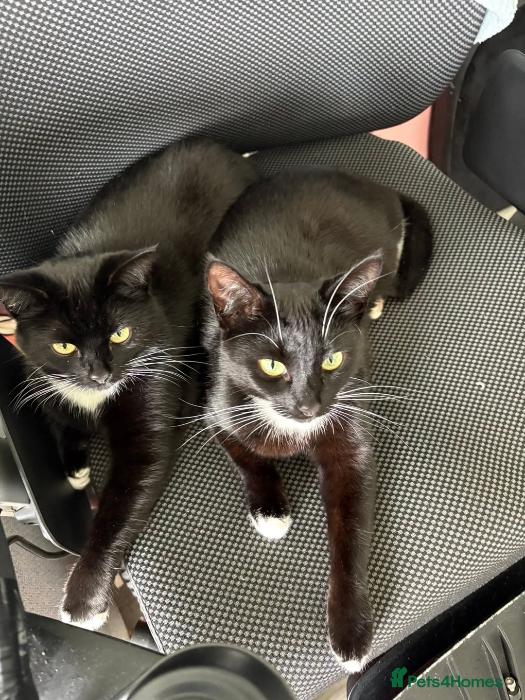 Domestic Shorthair cats for sale: 1 female cat - Image 10