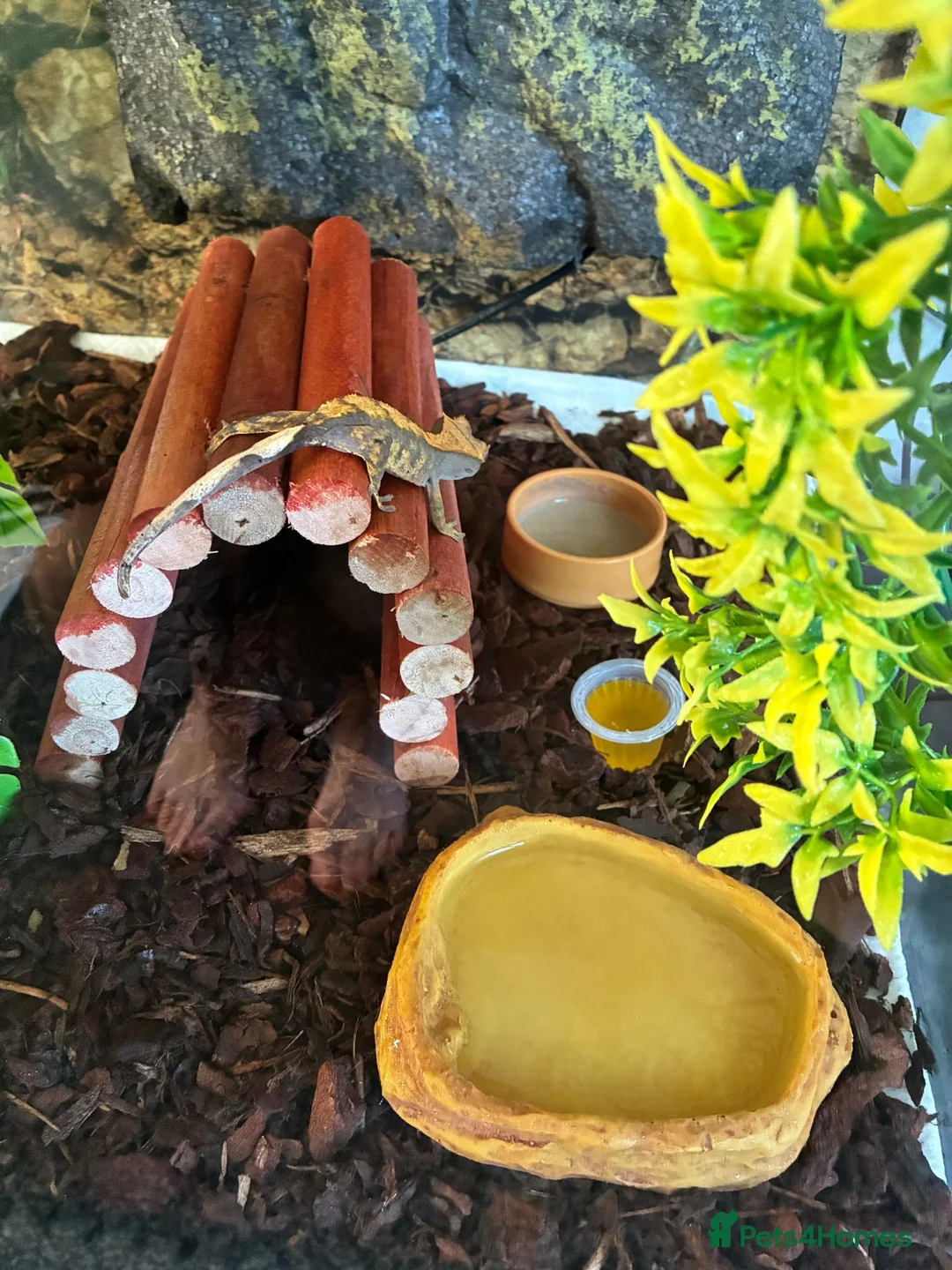 Gecko reptiles for sale: CRESTED GECKO - Advert 2
