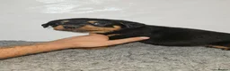 Rottweiler dogs for sale: Gorgeous rottweiler pups - Advert 18