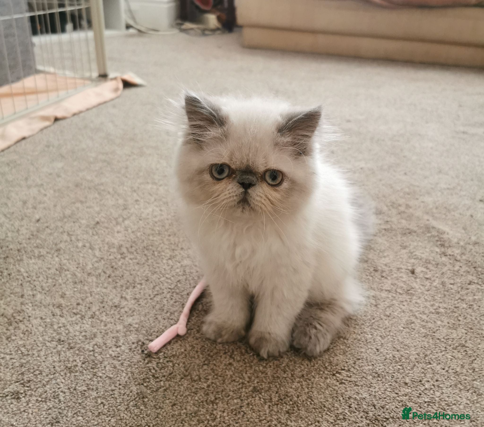 Persian cats Pedigree Persian exotic  - Advert 1