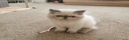 Persian cats for sale: Pedigree Persian exotic  - Advert 1