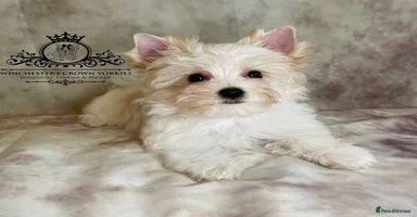 Yorkshire Terrier dogs - Advert 4