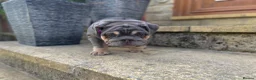 English Bulldog dogs for sale: English bulldogs blue tan fully suited boy & girl - Advert 18