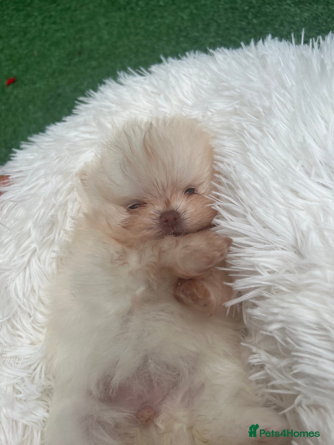 Pomeranian dogs for sale: Pomeranian toy  - Image 2
