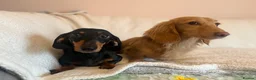 Miniature Dachshund dogs for sale: Litter of shaded red miniature Daschunds  - Advert 11