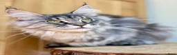 Maine Coon cats for sale: Beautiful Maine Coon females - Advert 3