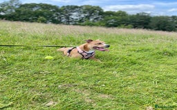 Mixed Breed dogs for sale: Beautiful red female staffy - Image 2