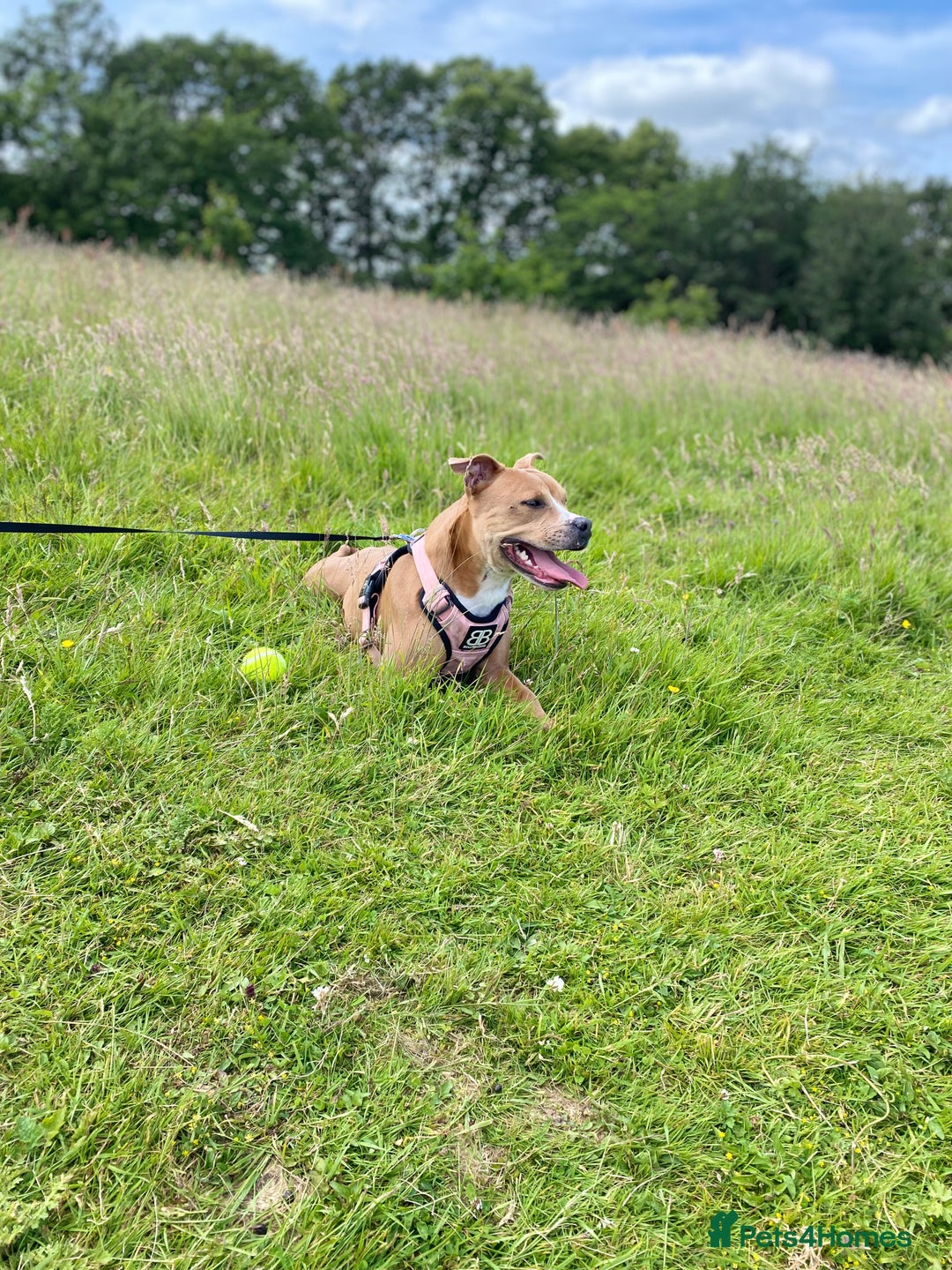 Mixed Breed dogs for sale: Beautiful red female staffy - Image 2
