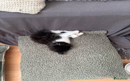 Mixed Breed cats for sale: 4 Male and 2 female kittens - Image 3
