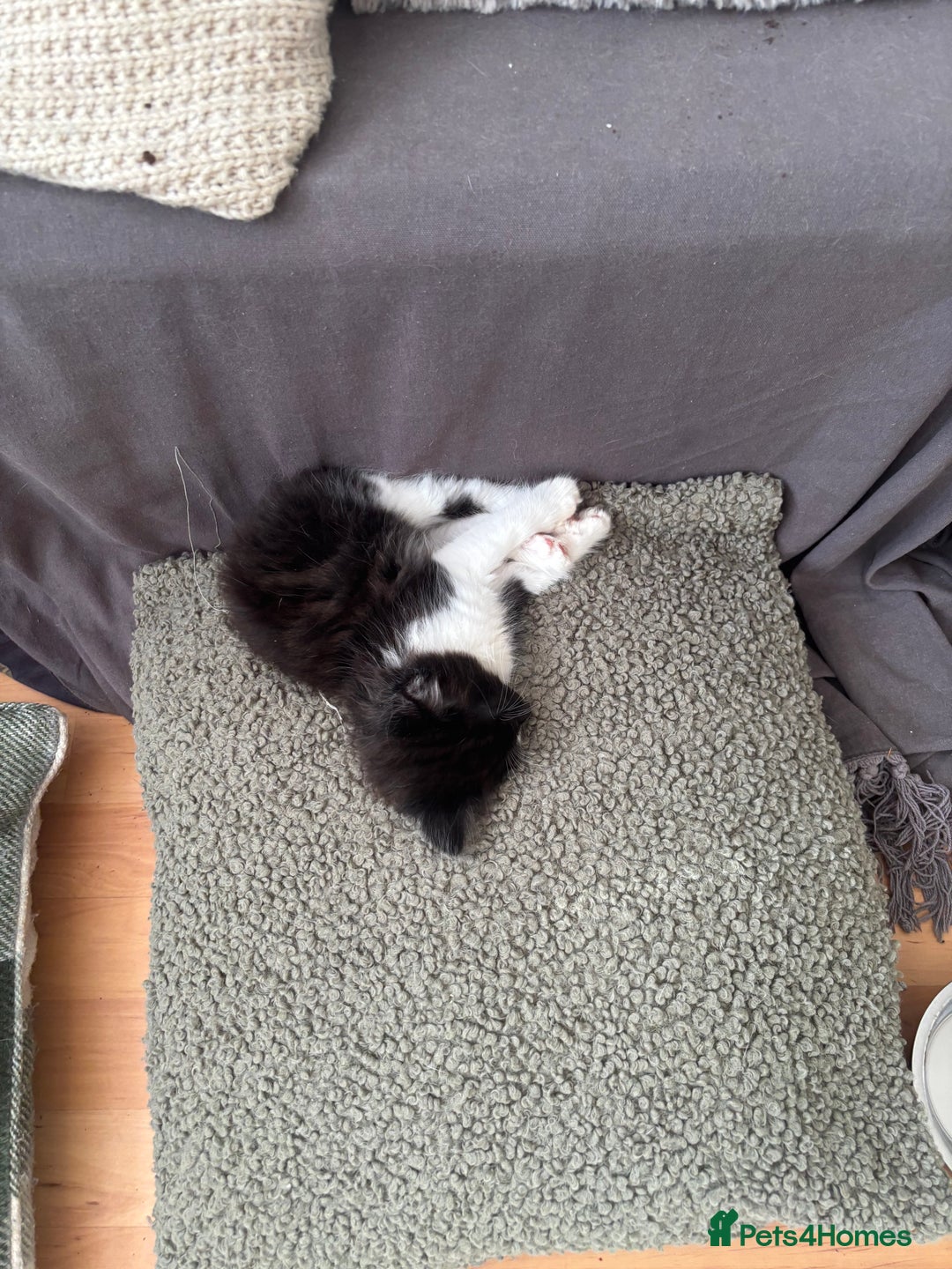 Mixed Breed cats for sale: 4 Male and 2 female kittens - Image 3