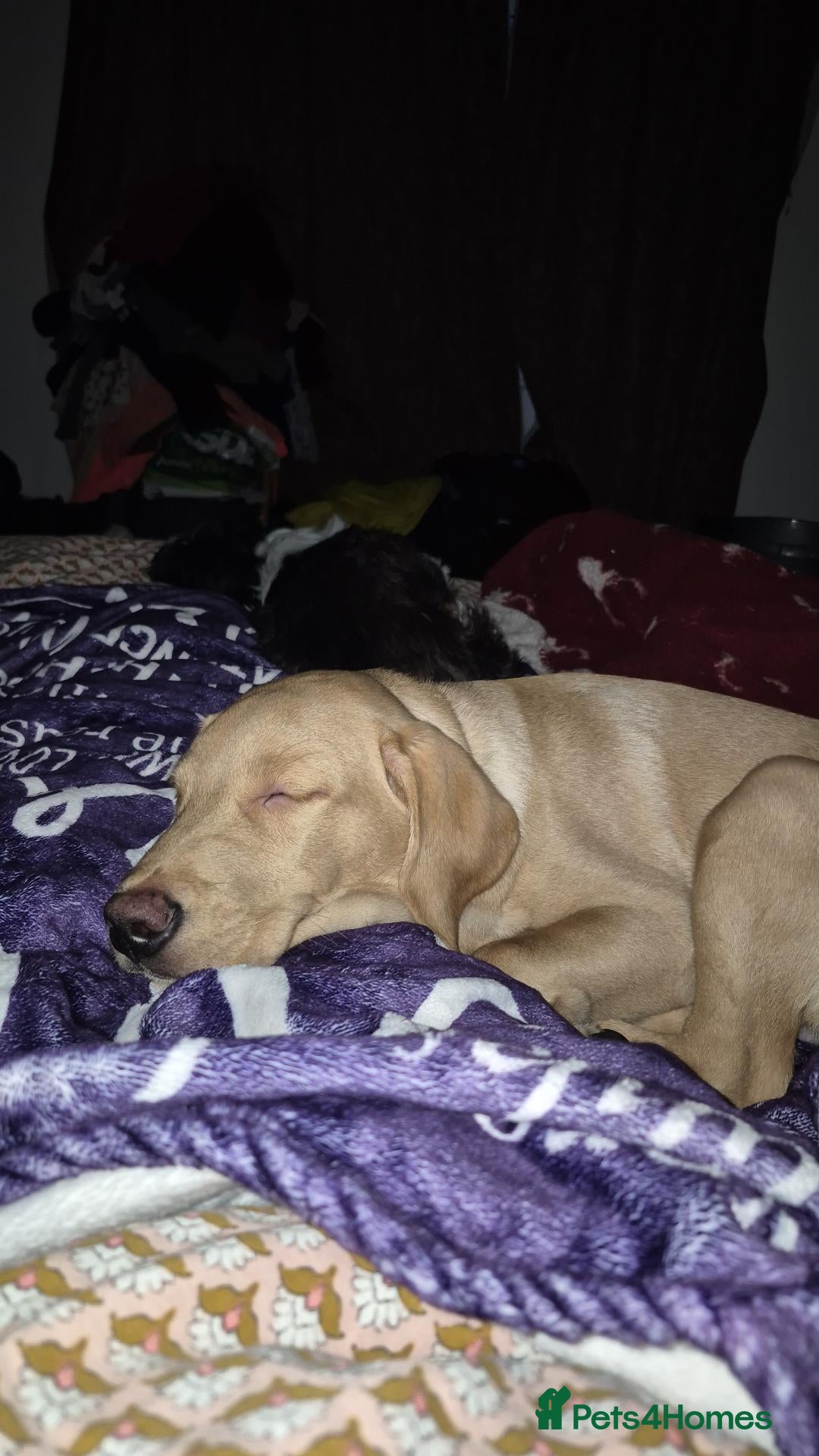 Labrador Retriever dogs 1 year old Red Labrador retriever - Advert 11