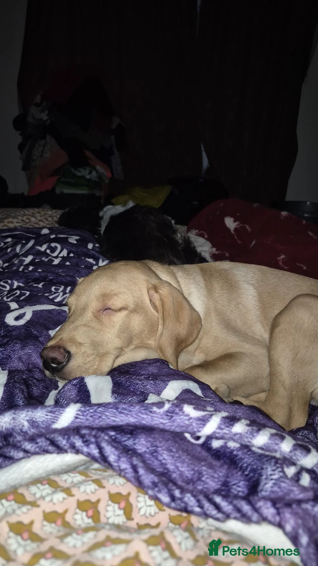 Labrador Retriever dogs for sale: 1 year old Red Labrador retriever in Derby - Advert 1