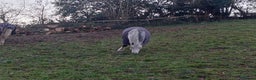 Welsh Section A horses for sale: Beautiful dapple grey Welsh A gelding for sale - Advert 3