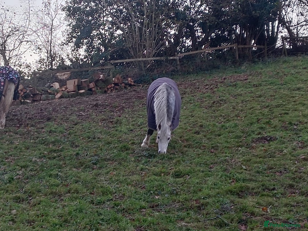 Welsh Section A horses for sale: Beautiful dapple grey Welsh A gelding for sale - Advert 3