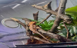 Gecko reptiles for sale: High expression Lily white Crested Gecko - Image 5
