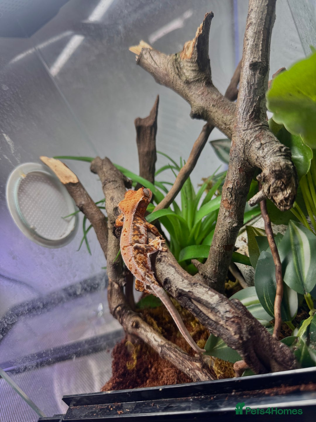 Gecko reptiles for sale: High expression Lily white Crested Gecko - Image 5