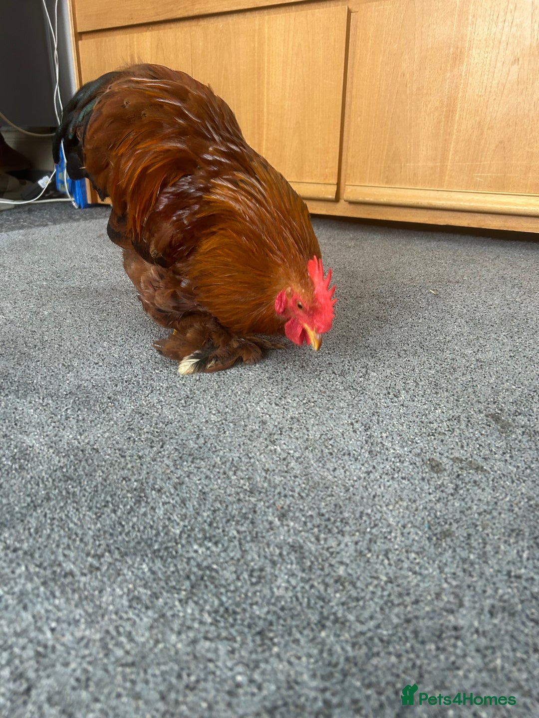 Chickens poultry for sale: Bantam cockerel looking for loving home!  - Image 7