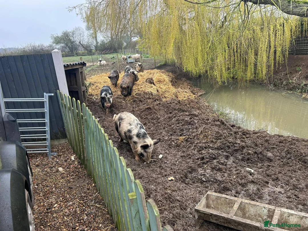 Pig livestock for sale: FREE to good home - Advert 2