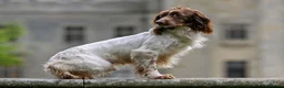 English Springer Spaniel dogs for sale: Very nicely bred English Springer Spaniel puppies  in Dalkeith - Advert 4