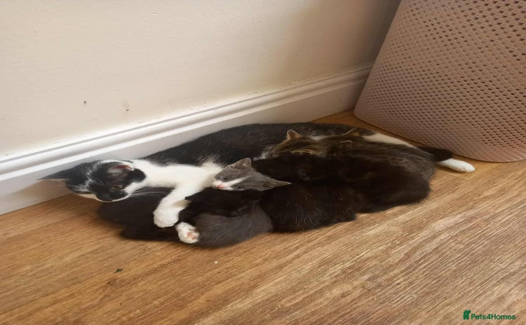 Mixed Breed cats - Advert 3