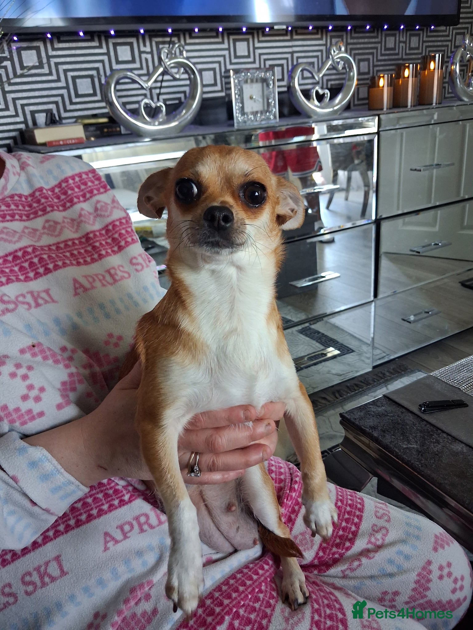 Chihuahua dogs Puppys for sale  - Advert 1