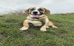 Mixed Breed dogs for adoption: SWEET LITTLE NOVA  - Image 2